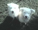Tango and Cash - What Cute Terriers